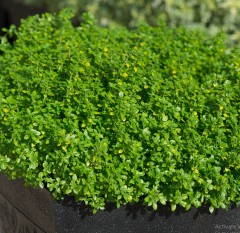 Herb Thyme 'Archers Gold'